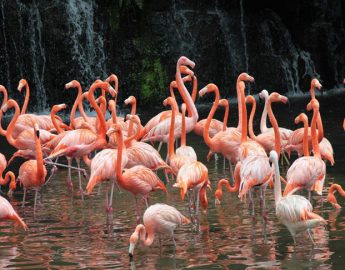 Jurong-Bird-Park-Singapore