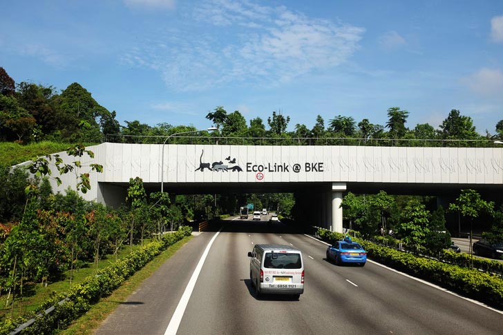 Eco-Link @BKE: Walk on the wild side