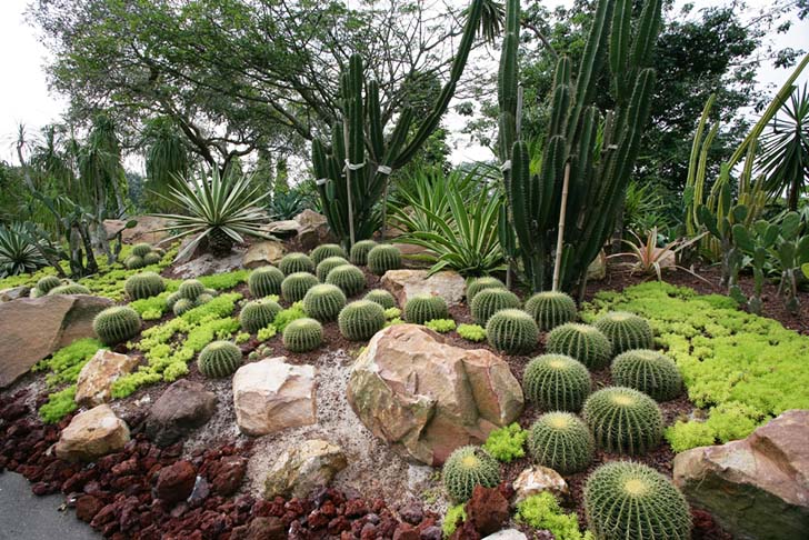 Singapore botanic gardens