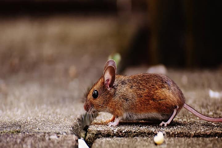 Local-Service-pest-control-service-singapore