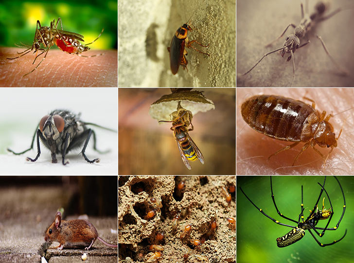 Top 7 Most Reliable Pest Control Services in Singapore 2024