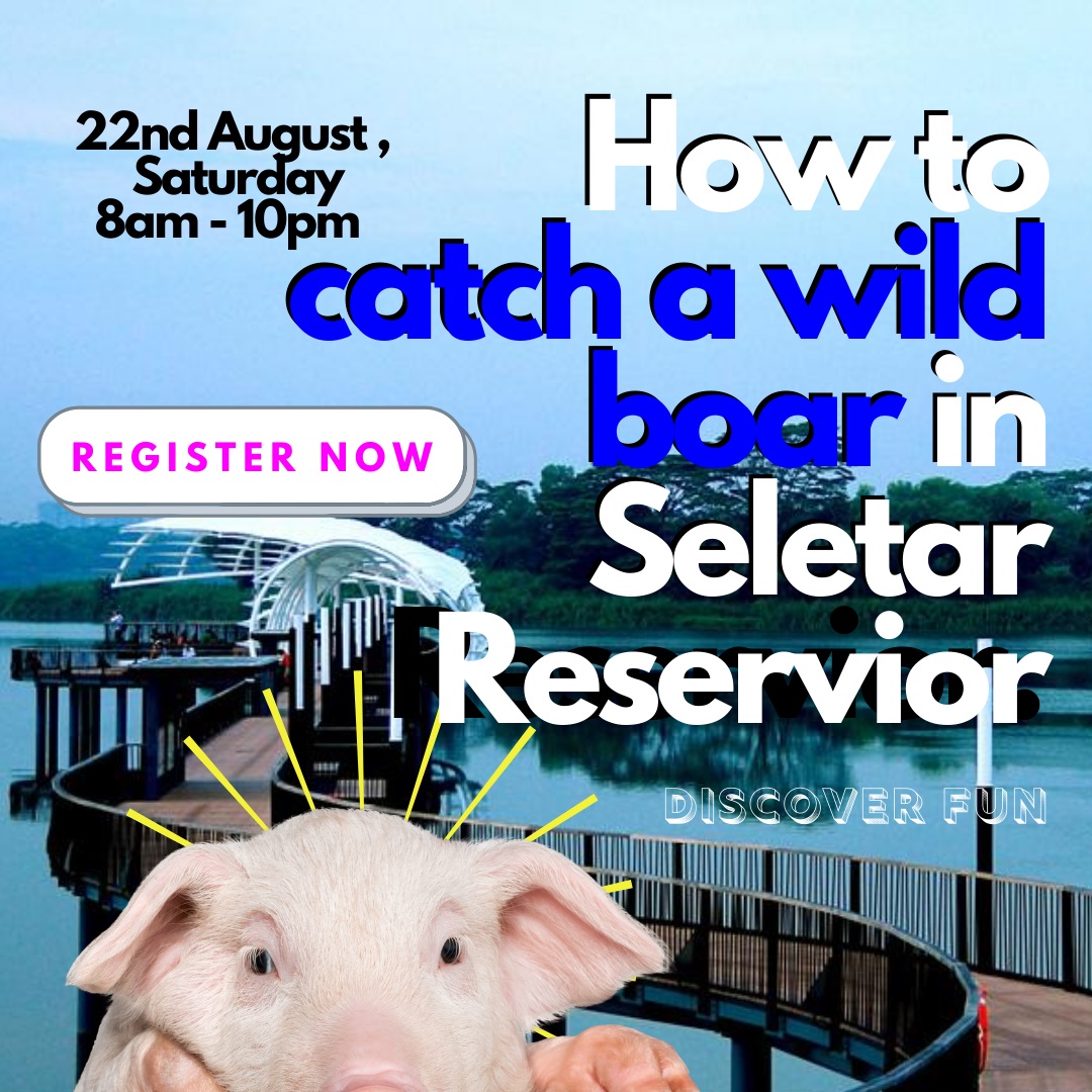 How to catch wild boars in Seletar Reservoir: Professional wild game hunting