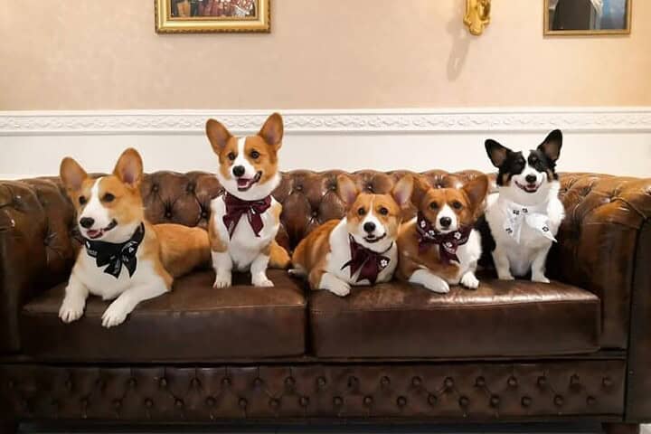 The Wagington Luxury Pet Hotels & Resorts