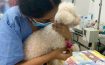 Best Vet Clinics in Singapore