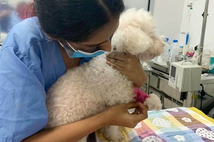 5 Best Vet Clinics in Singapore