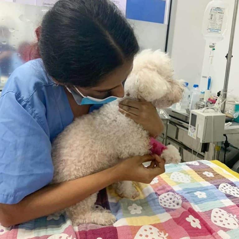 Best Vet Clinics in Singapore