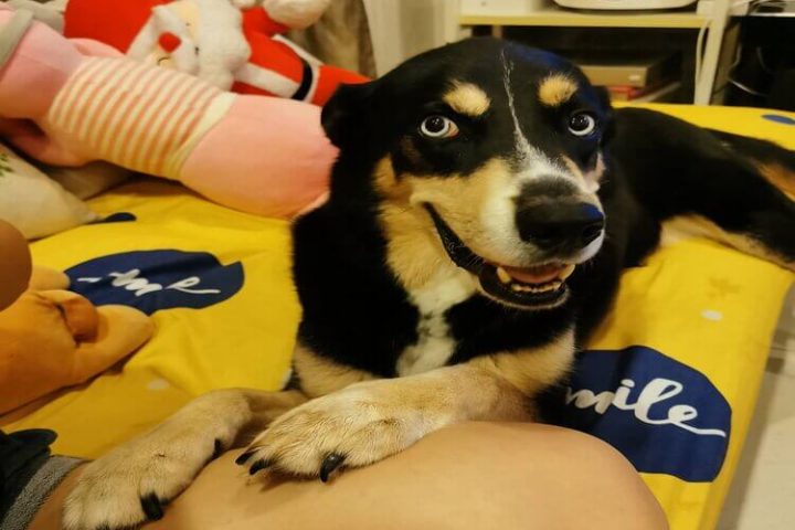 Best discount pet boarding