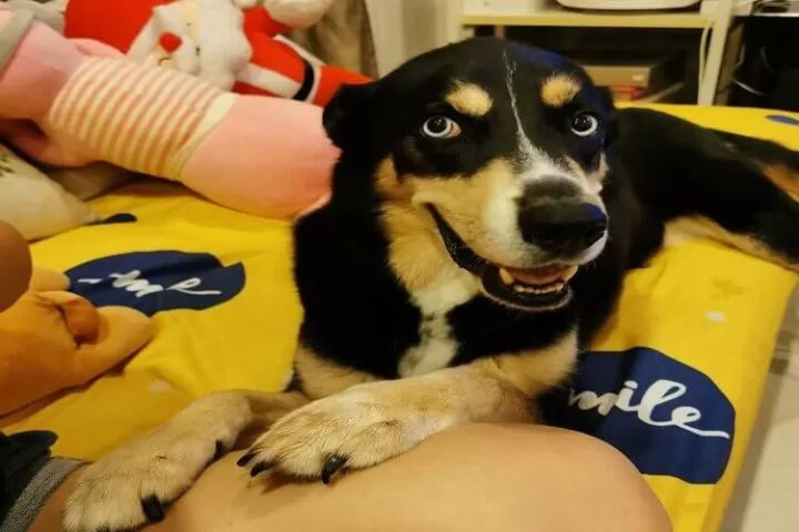 Best Pet Boarding Services in Singapore