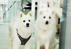 5	Best Pet Grooming Services in Singapore