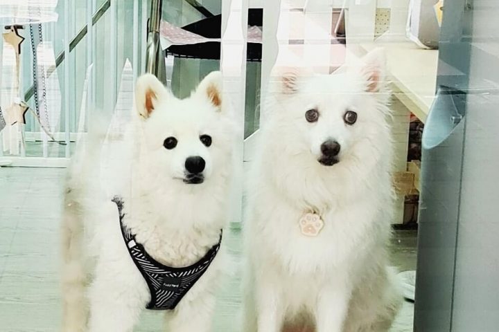 5 Best Pet Grooming Services in Singapore