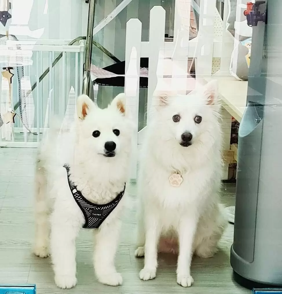 5	Best Pet Grooming Services in Singapore