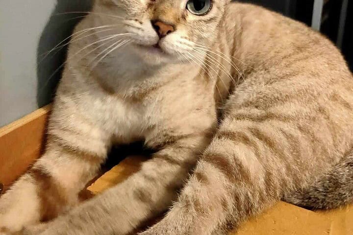 Singapore Veterinary Animal Clinic