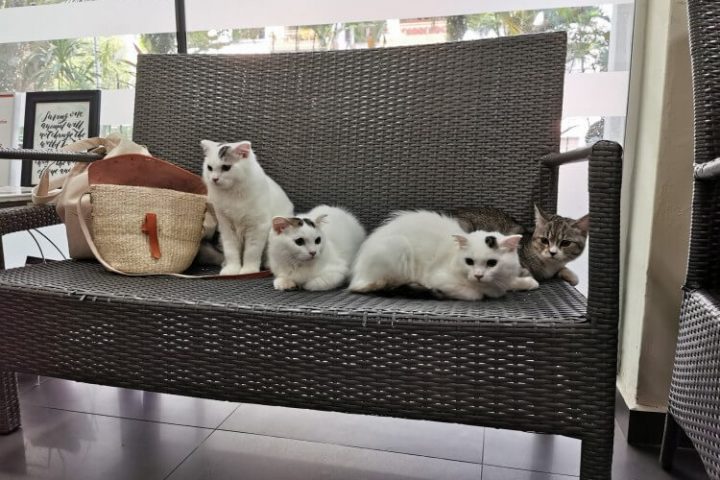 The Visiting Vets Clinic