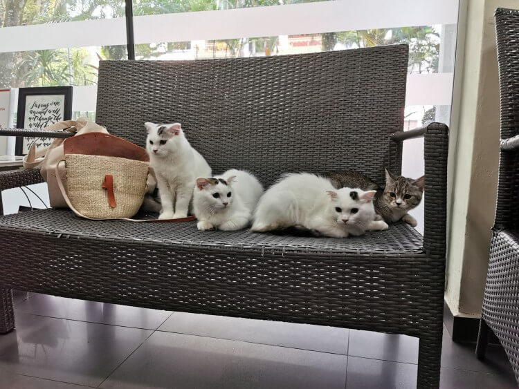 The Visiting Vets Clinic