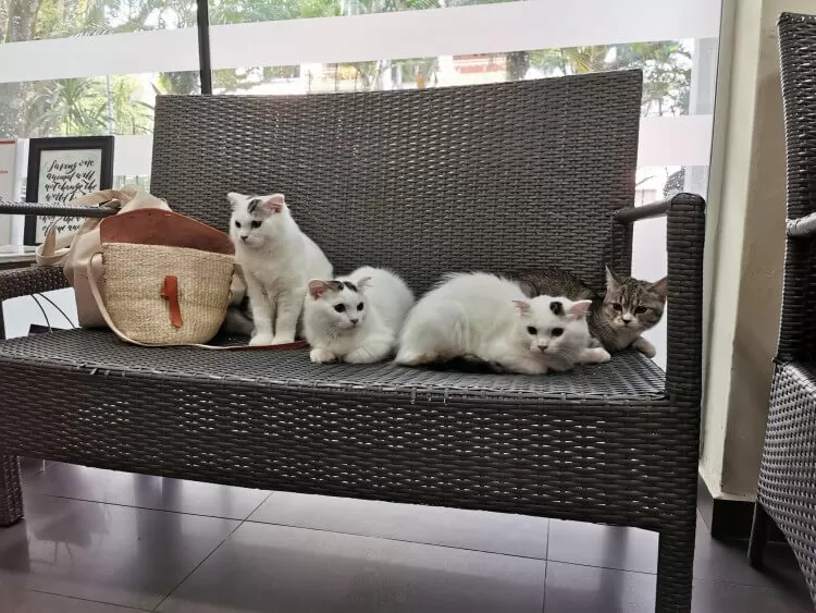The Visiting Vets Clinic