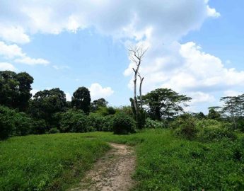 Chestnut Nature Park