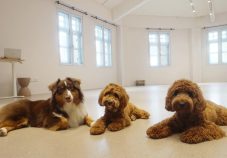the snuggery pet boarding singapore review