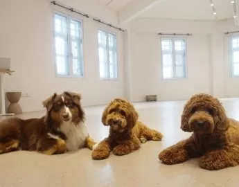 the snuggery pet boarding singapore review