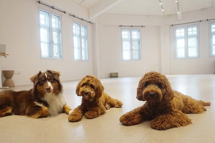 the snuggery pet boarding singapore review