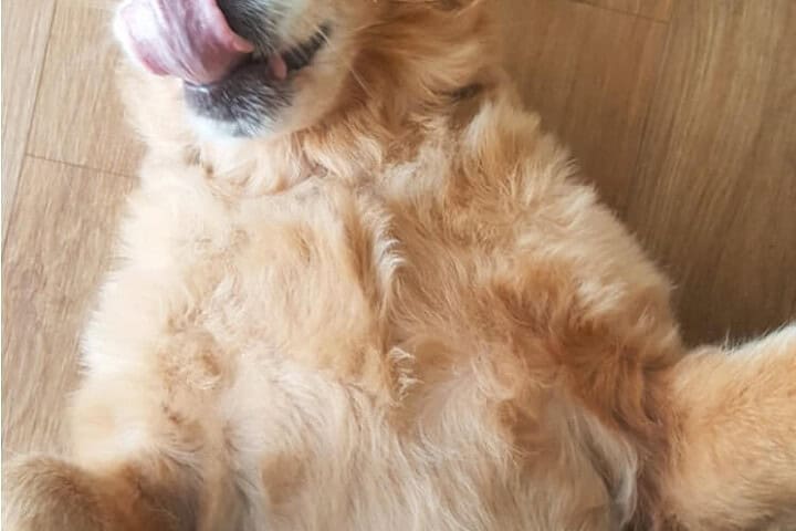 Wagging Tails N Playful Paws