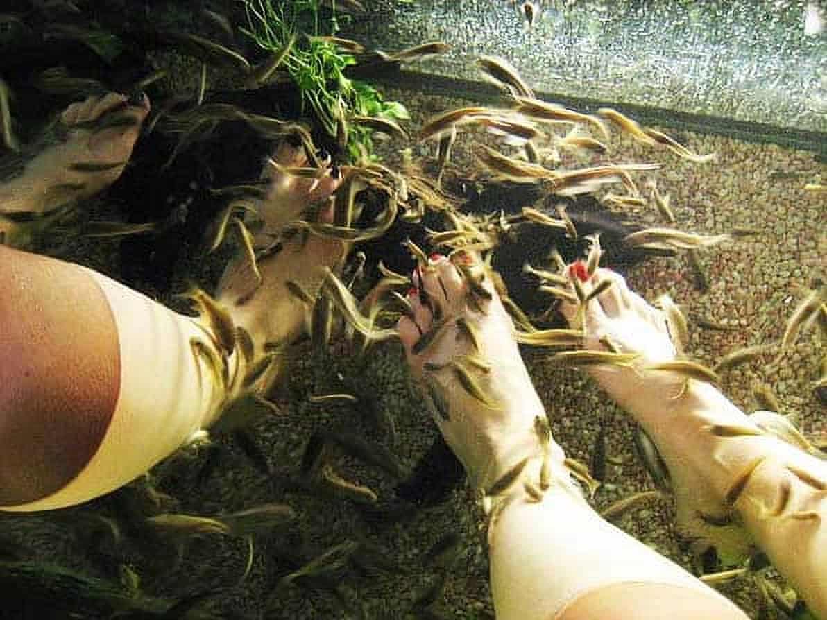 Best Fish Spas in Singapore